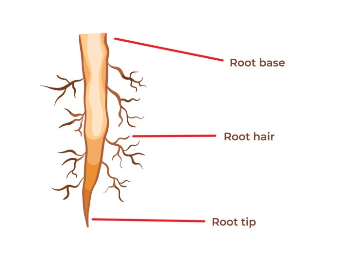 Root Hairs