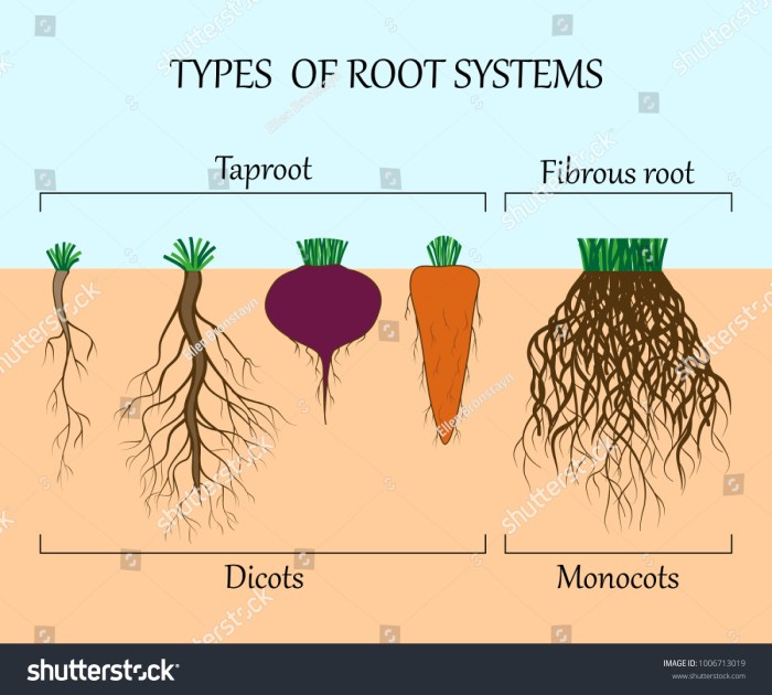 Parts of a Root, Their Structure and Functions With Diagram